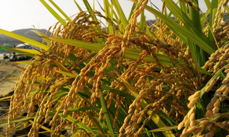 Enhancing Food Security Through Agrobiodiversity: Allpaanel mahadev book, Mahadev book login id and password, Online cricket id